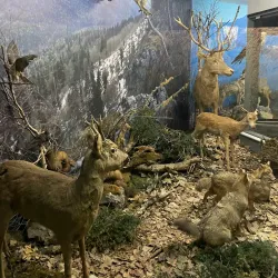 National Museum of the Republic of Adygea - Maykop