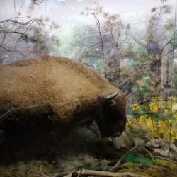 National Museum of the Republic of Adygea - Maykop