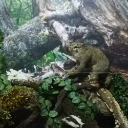 National Museum of the Republic of Adygea - Maykop