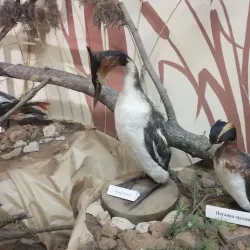 Mozhga Local History Museum - Mozhga