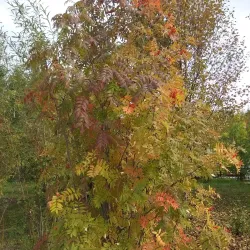 Muravlenko Orthodox Church - Muravlenko