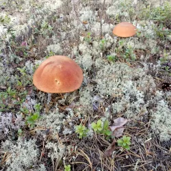 Muravlenko Town Park - Muravlenko