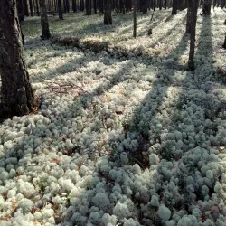 Muravlenko Town Park - Muravlenko