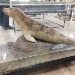 Murmansk Regional Museum of Local Lore - Murmansk