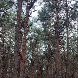 Central Park of Culture and Leisure - Naberezhnye Chelny