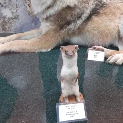 Naberezhnye Chelny City Museum - Naberezhnye Chelny