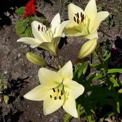 Nefteyugansk Central Park - Nefteyugansk