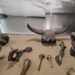 Nizhnevartovsk Museum of Local Lore - Nizhnevartovsk