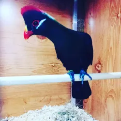 Nizhny Tagil Zoo - Nizhny Tagil