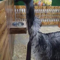 Nizhny Tagil Zoo - Nizhny Tagil