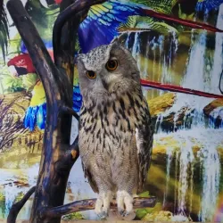 Nizhny Tagil Zoo - Nizhny Tagil