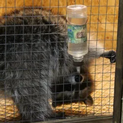 Nizhny Tagil Zoo - Nizhny Tagil