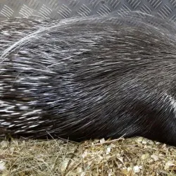 Nizhny Tagil Zoo - Nizhny Tagil