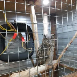 Nizhny Tagil Zoo - Nizhny Tagil