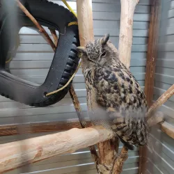 Nizhny Tagil Zoo - Nizhny Tagil