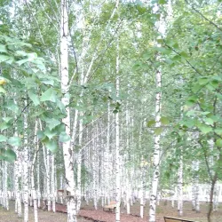 Victory Park - Nizhny Tagil