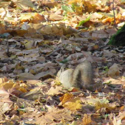 Central Park of Culture and Leisure - Novomoskovsk