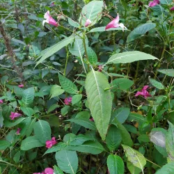 Central Park of Culture and Leisure - Novomoskovsk