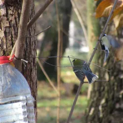 Central Park of Culture and Leisure - Novomoskovsk