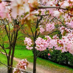 Novomoskovsk Botanical Garden - Novomoskovsk