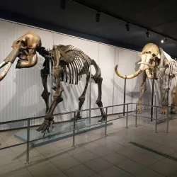 Novosibirsk State Museum of Local History and Nature - Novosibirsk