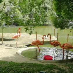 Novosibirsk Zoo - Novosibirsk