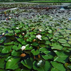 Odintsovo Central Park - Odintsovo