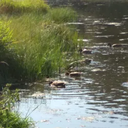 Serebryanka River Embankment - Odintsovo