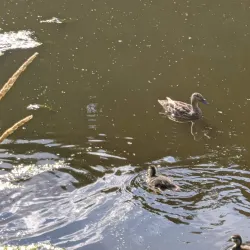 Serebryanka River Embankment - Odintsovo