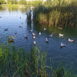 Central Park of Culture and Recreation - Omsk