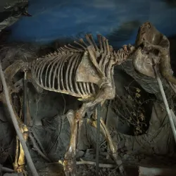 Omsk State Museum of Regional History - Omsk