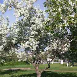 Victory Park - Orenburg