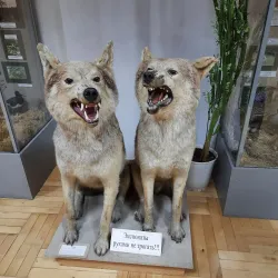 Penza Regional Museum of Local Lore - Penza