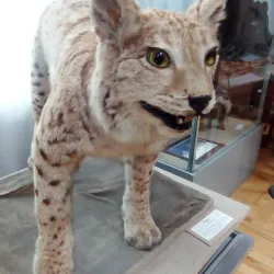 Penza Regional Museum of Local Lore - Penza