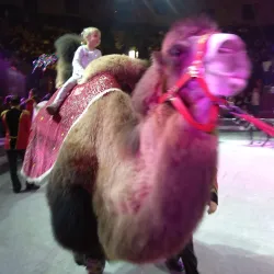 Perm State Circus - Perm