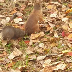 Monument to the Founders of Pervouralsk - Pervouralsk