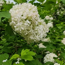 Podolsk Botanical Garden - Podolsk