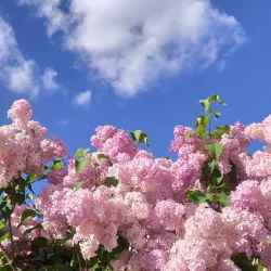 Podolsk Botanical Garden - Podolsk