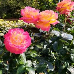 Podolsk Botanical Garden - Podolsk