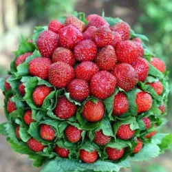 Old Town District - Pokrovsk