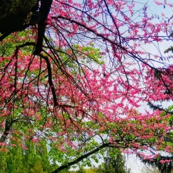 The Singing Fountain - Pyatigorsk