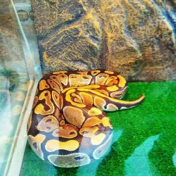 Ramenskoye Historical and Art Museum - Ramenskoye