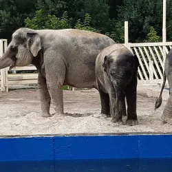 Rostov Zoo - Rostov-on-Don (Rostov-na-donu)