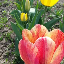 City Botanical Garden - Rubtsovsk