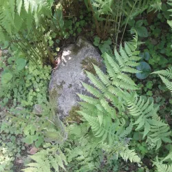 City Botanical Garden - Rubtsovsk