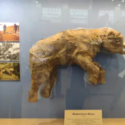 Salekhard Local History Museum - Salekhard