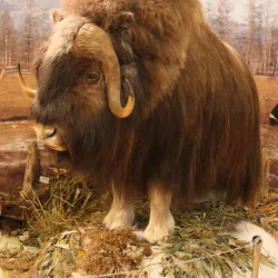 Salekhard Local History Museum - Salekhard