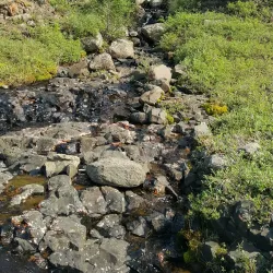 Tundra Hiking and Wildlife Watching - Salekhard