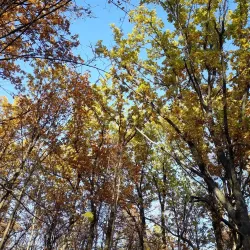 Central Park of Culture and Leisure - Saransk