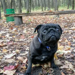 Central Park of Culture and Leisure - Saransk